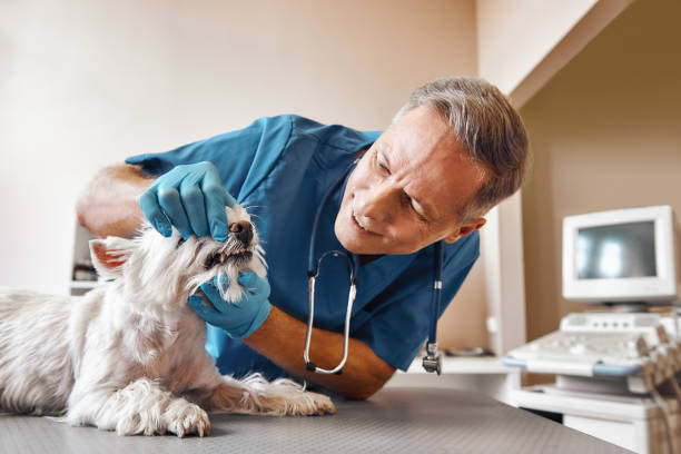 Best Dental Abscess Treatment in Pierceton, IN